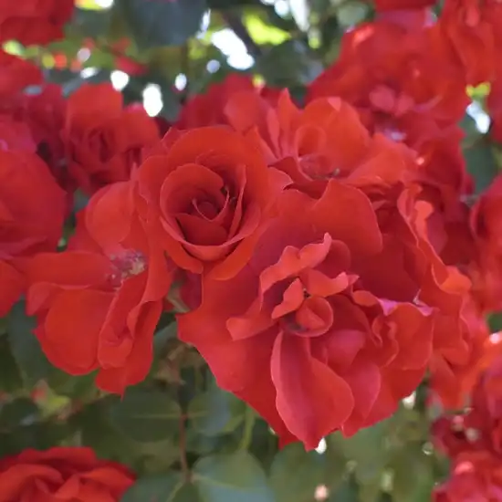 Trandafiri Floribunda - Trandafiri - La Sevillana® - 